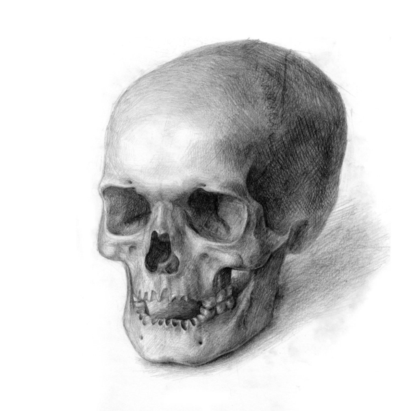 七幅人头骨素描范画